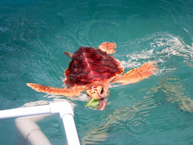 A sea turtle in Florida