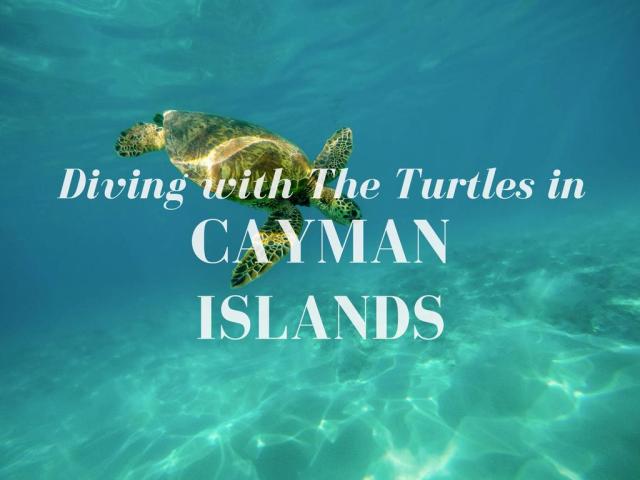 A turtle in the ocean