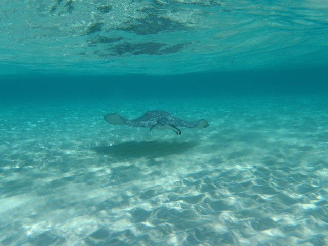 A stingray swimming in the ocean
