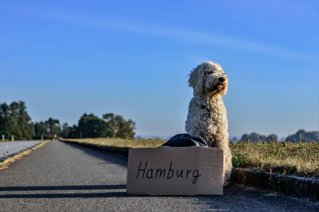 Reasons why dog is the perfect travel companion 