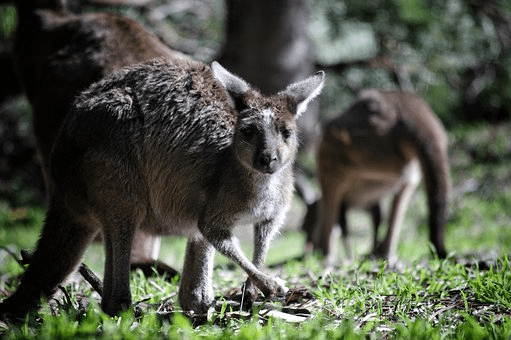 Kangaroos Australia