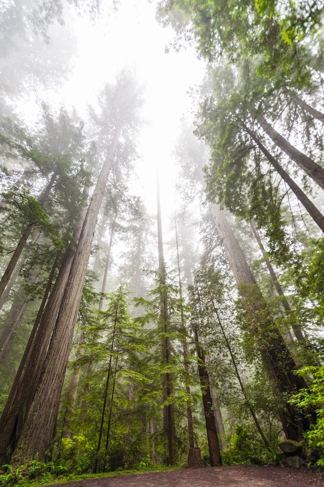 A view of a forest along a hiking trail