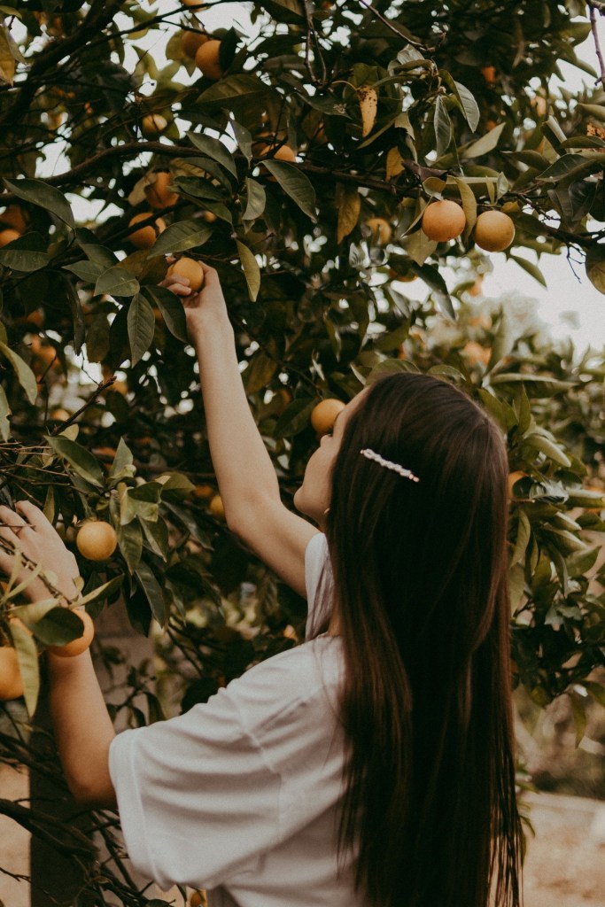 Girl picking oranges from a tree