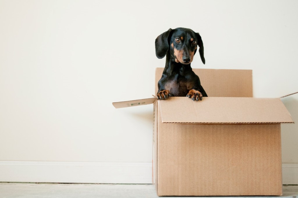 Pet dog in a moving box