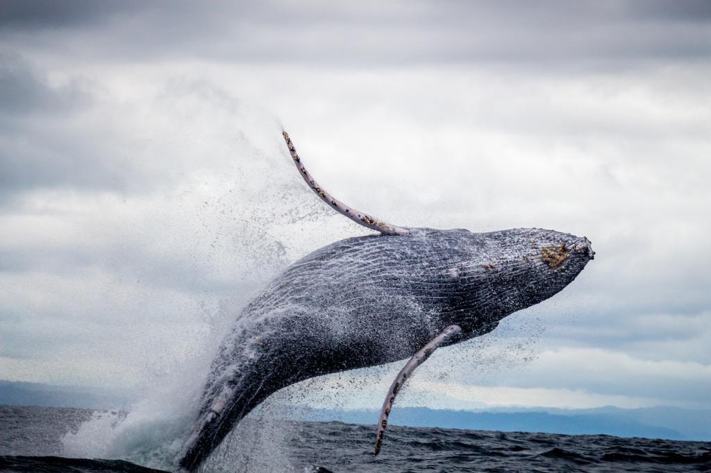 Whale breaching the water surface.