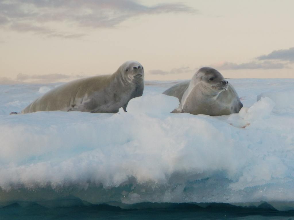 Two seals lying on an iceberg in Antarctica during spring.