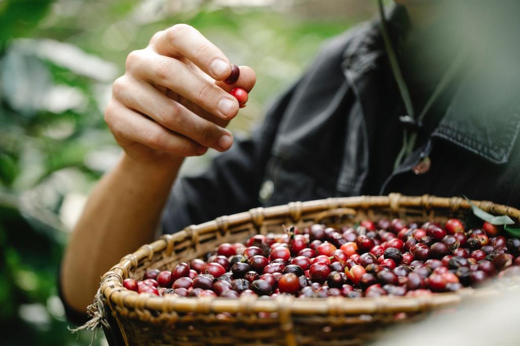 a man with a basket of coffee berries