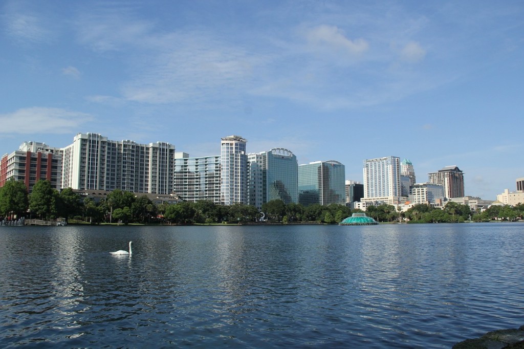 A swan swimming in Lake Eola Park 