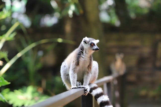 Picture of a lemur 