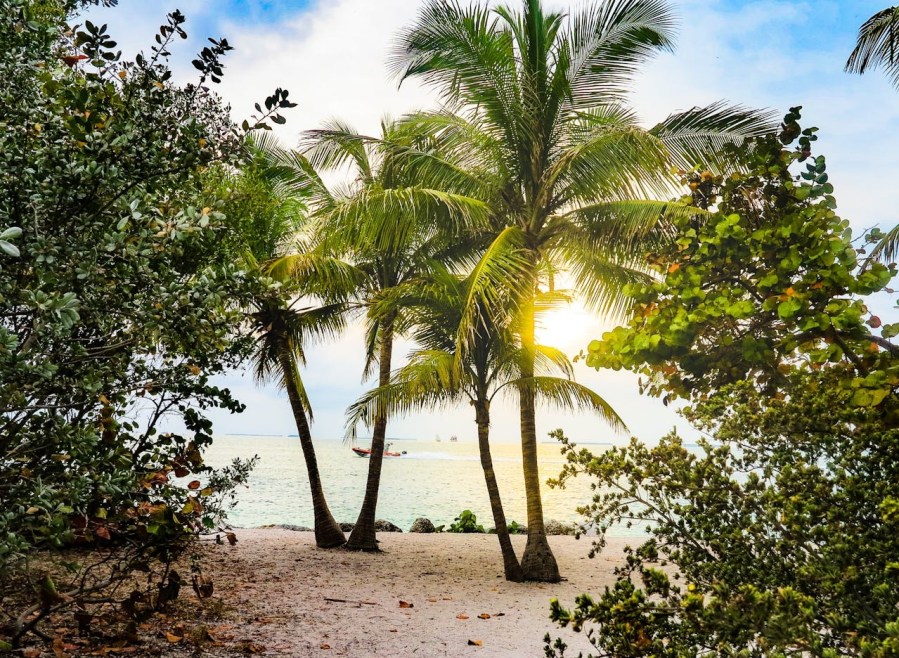 A view of a peaceful beach with palm trees, open sand, and the ocean in the distance under a blue sky
